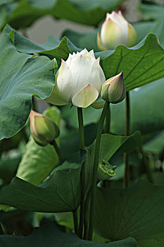 cách chơi lô không bao giờ thua