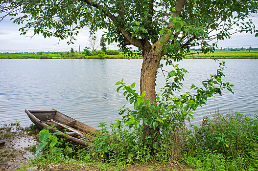 xs minh ngoc thu 4