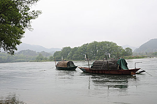 soi câu bạch kim