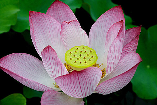 xổ số 100 ngày