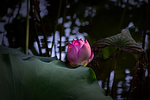 miền bắc thứ năm