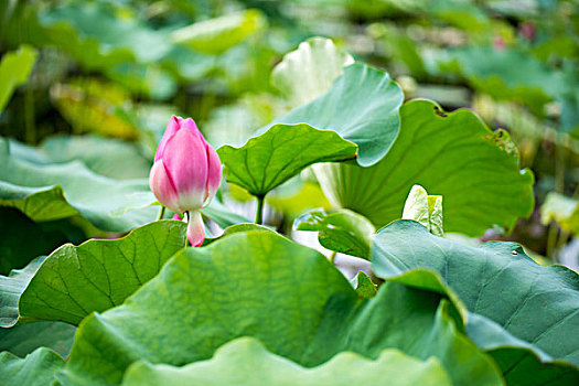 soi cầu lô đề xsmb