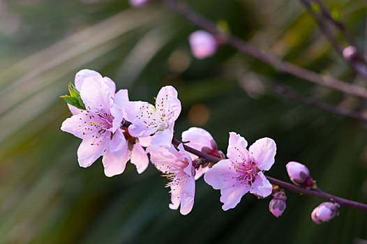 coi xổ số