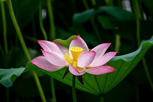 soi cầu bạch kim miền bắc