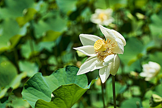 lo khan rongbachkim