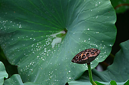 soi cầu bạch thủ đề