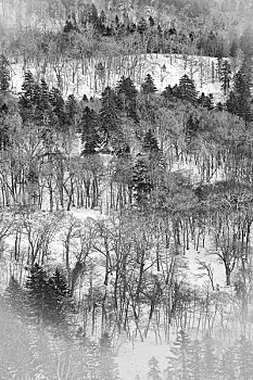 lo gan rong bach kim