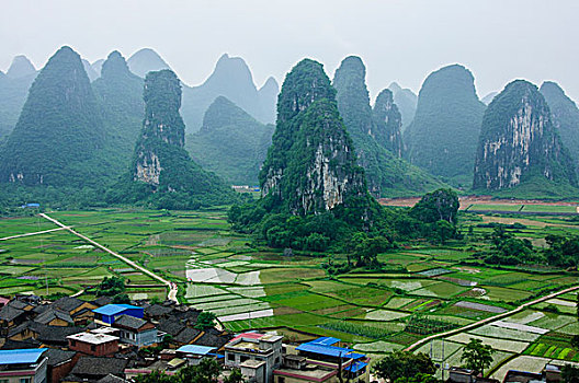 soi cau rong