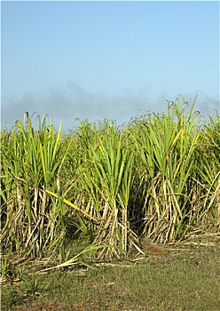 bạch thủ miền bắc