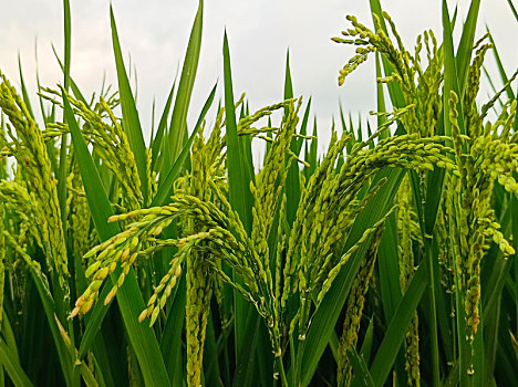 xổ số kon tum hôm nay