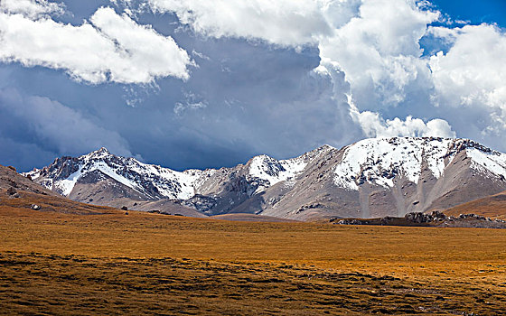 soi lo rong bach kim