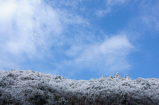 rong bach kim 366