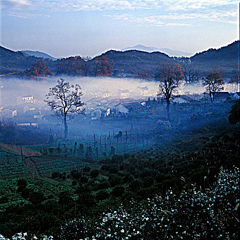 bạch thủ lô miễn phí