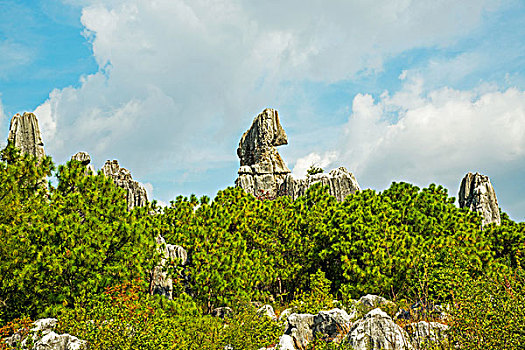 bạch thủ lô hôm nay là con gì
