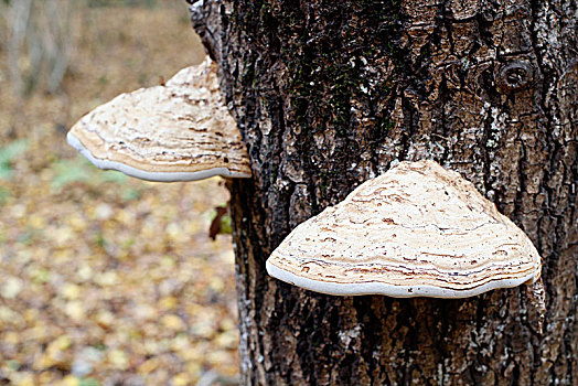 bạch thủ lô ngày mai