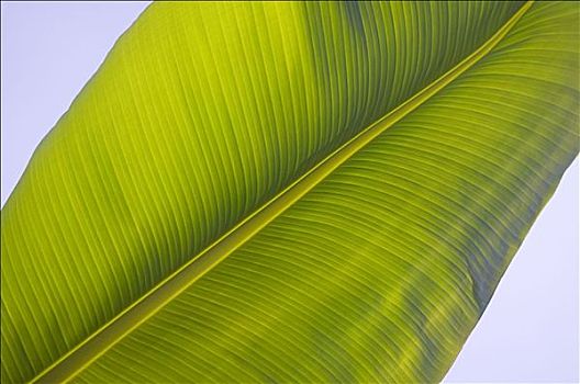 bạch thủ đề hôm nay con gì