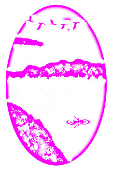 soi cau 586