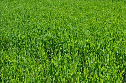 soi cầu lô tô bạch thủ