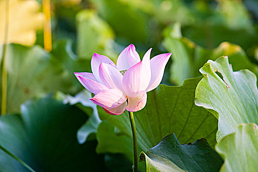 soi cau 24 gio mien phi
