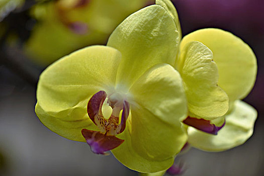 lo bach thủ
