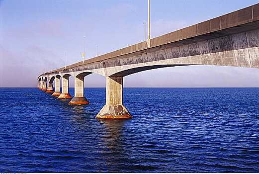 bạch thu lo mb