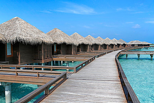 bạch thủ đề miền bắc