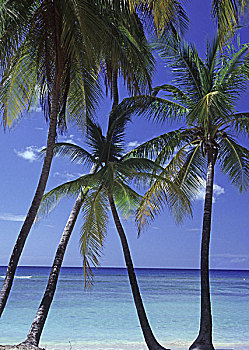 dự đoán