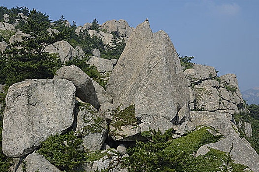 soi câu lô bach thu