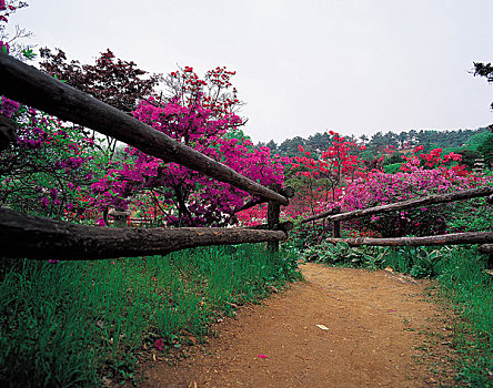 du doan than tai mn