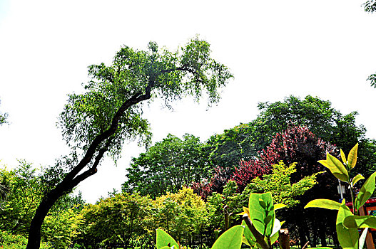 soi câu bach thu xsmb