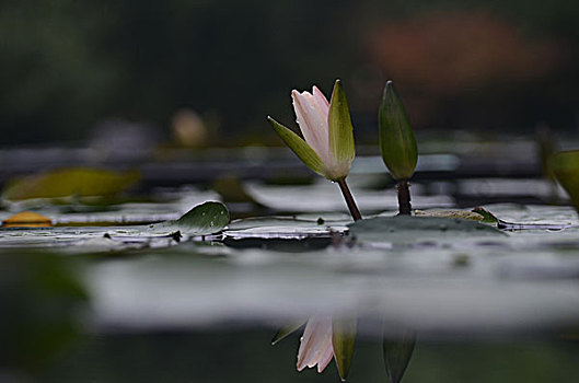 choi so de