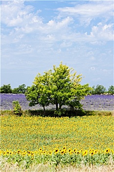 nha cai lo de uy tin