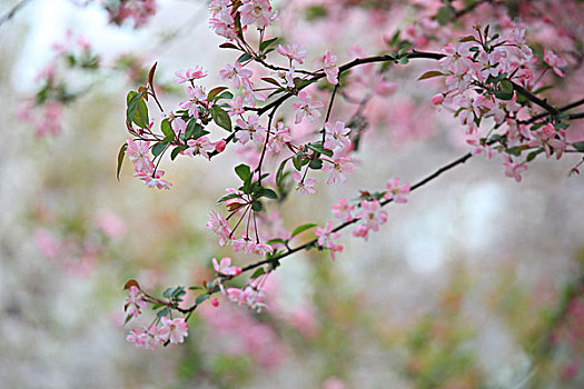 đánh lô dàn