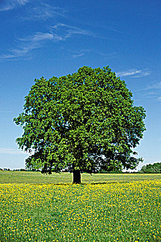 đề ăn 99
