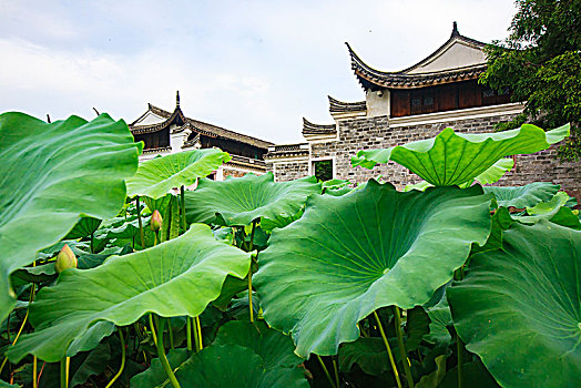 bạch thủ lo hôm nay