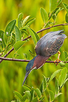 kqxs bạc liêu