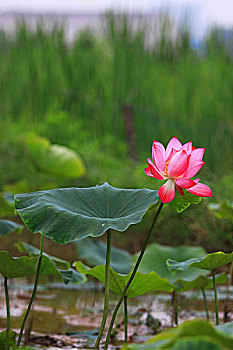 soi cau rong vang