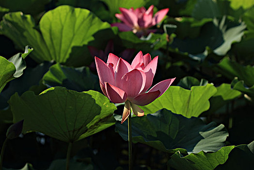 đánh lô đề miền bắc