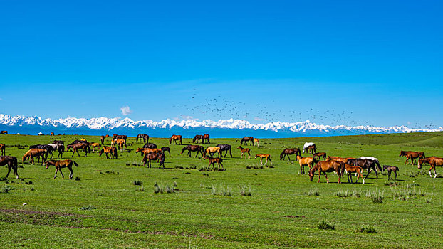 cau rong bach kim