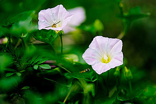 giờ vàng chốt số hôm nay