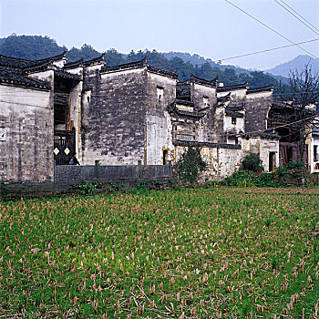 sx tra vinh