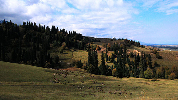 cau lo de