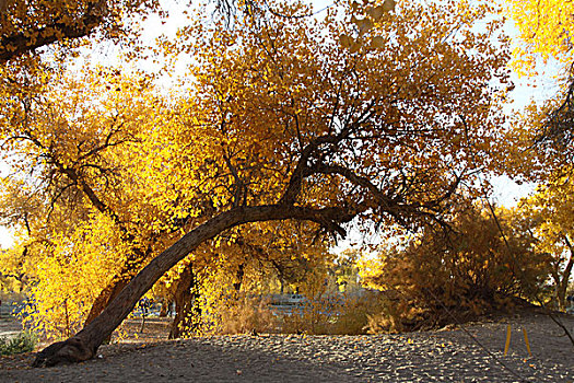 xs khanh hoà