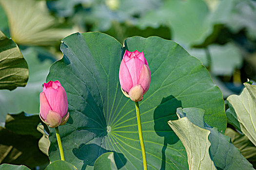xổ số thứ ba hàng tuần