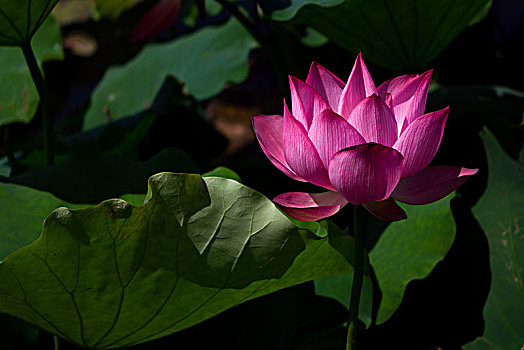 dự đoán xổ số kiên giang