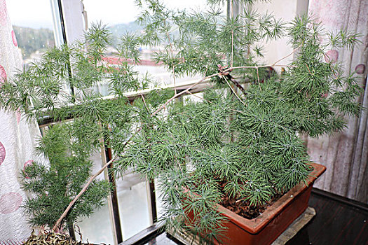soi cau lo de chuan