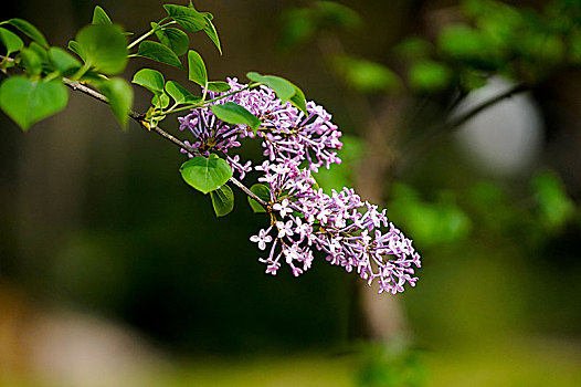 soi cau bach thu khung 3 ngay