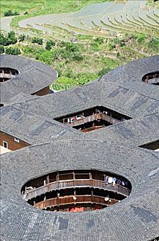lô bạch thu khung 2 ngày