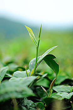 soi cầu thủ đô