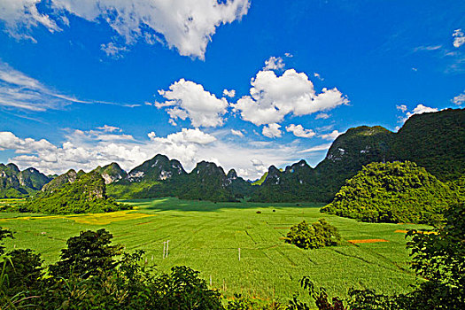 thong ke rong bach kim